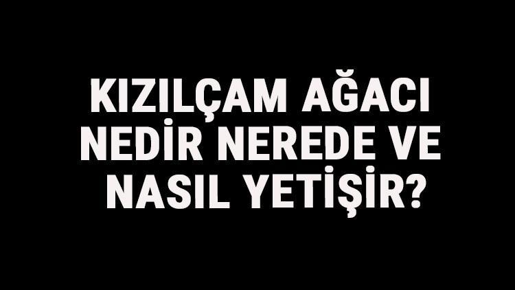 Kızılçam Ağacı Nedir, Nerede Ve Nasıl Yetişir? Kızılçam Ağacı Özellikleri, Bakımı Ve Faydaları Hakkında Bilgi