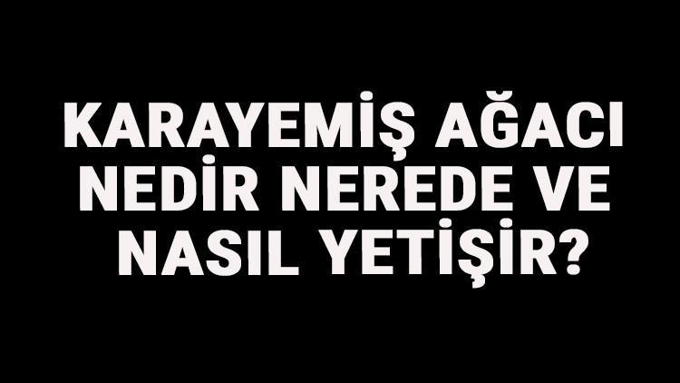 Karayemiş Ağacı Nedir, Nerede Ve Nasıl Yetişir? Karayemiş Ağacı Özellikleri, Bakımı Ve Faydaları Hakkında Bilgi