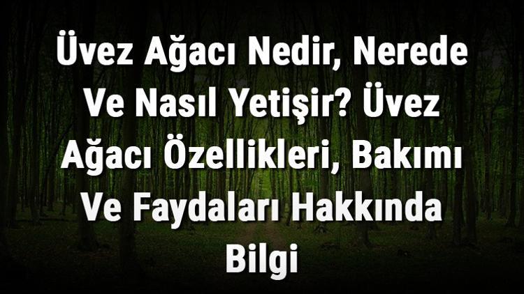 Üvez Ağacı Nedir, Nerede Ve Nasıl Yetişir? Üvez Ağacı Özellikleri, Bakımı Ve Faydaları Hakkında Bilgi