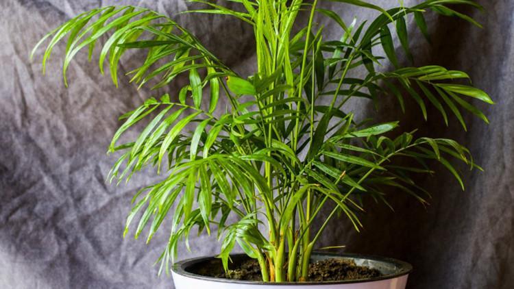 Areka palmiyesi bakımı nasıl yapılır? İşte areka palmiyesinin bakımı, sulaması ve çoğaltılması