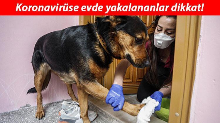 Bilim Kurulu üyesi uyardı! Evde geçirenler evcil hayvanlardan uzak dursun