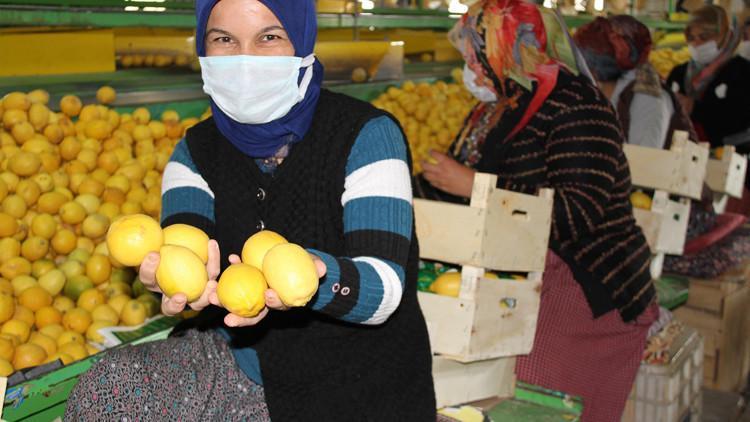 talep azalinca limon fiyatlari da dususe gecti haberler