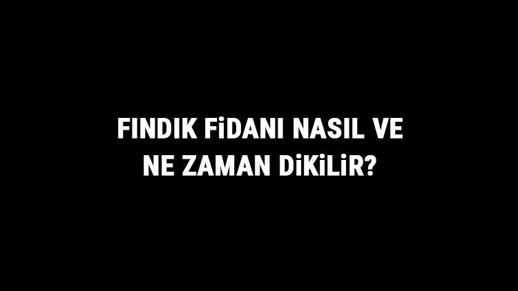 Fındık Fidanı Nasıl Ve Ne Zaman Dikilir? Fındık Fidanı Yetiştirme, Bakımı Ve Fiyatları