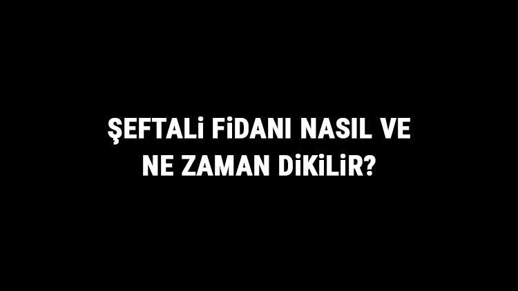 Şeftali Fidanı Nasıl Ve Ne Zaman Dikilir? Şeftali Fidanı Yetiştirme, Bakımı Ve Fiyatları