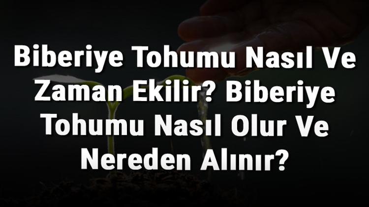 Biberiye Tohumu Nasıl Ve Zaman Ekilir? Biberiye Tohumu Nasıl Olur Ve Nereden Alınır?