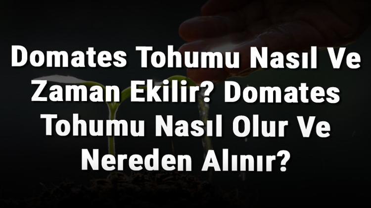 Domates Tohumu Nasıl Ve Zaman Ekilir? Domates Tohumu Nasıl Olur Ve Nereden Alınır?