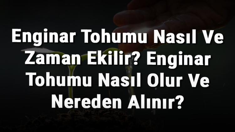 Enginar Tohumu Nasıl Ve Zaman Ekilir? Enginar Tohumu Nasıl Olur Ve Nereden Alınır?