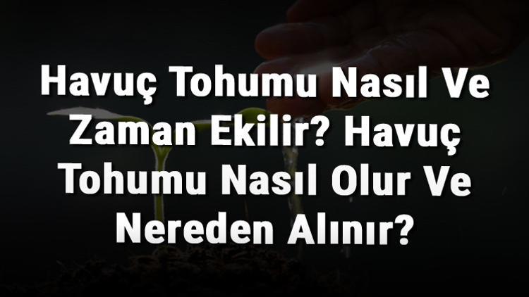Havuç Tohumu Nasıl Ve Zaman Ekilir? Havuç Tohumu Nasıl Olur Ve Nereden Alınır?