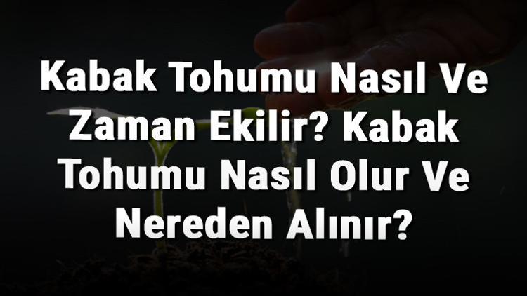 Kabak Tohumu Nasıl Ve Zaman Ekilir? Kabak Tohumu Nasıl Olur Ve Nereden Alınır?