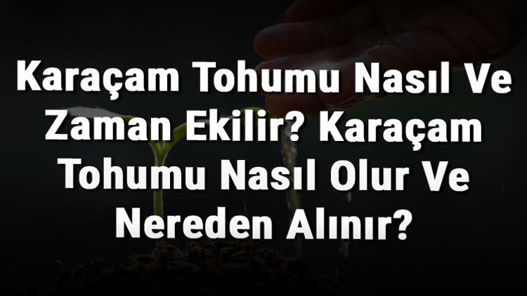 Karaçam Tohumu Nasıl Ve Zaman Ekilir? Karaçam Tohumu Nasıl Olur Ve Nereden Alınır?