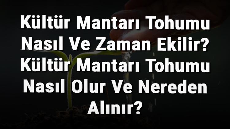 Kültür Mantarı Tohumu Nasıl Ve Zaman Ekilir? Kültür Mantarı Tohumu Nasıl Olur Ve Nereden Alınır?
