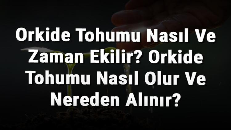Orkide Tohumu Nasıl Ve Zaman Ekilir? Orkide Tohumu Nasıl Olur Ve Nereden Alınır?
