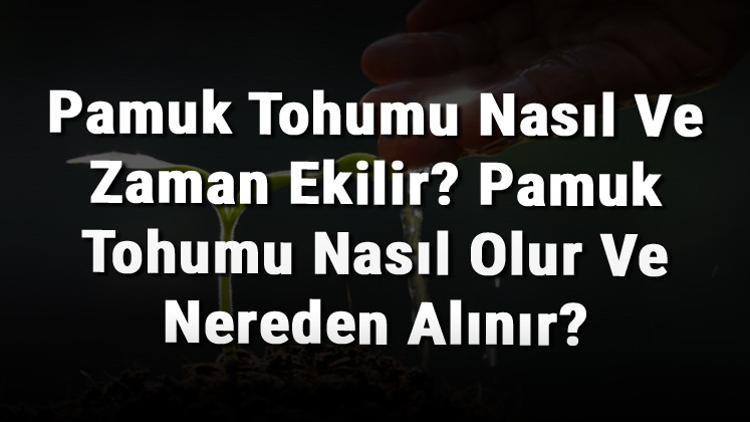 Pamuk Tohumu Nasıl Ve Zaman Ekilir? Pamuk Tohumu Nasıl Olur Ve Nereden Alınır?