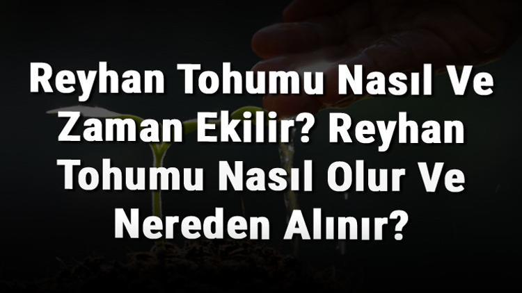 Reyhan Tohumu Nasıl Ve Zaman Ekilir? Reyhan Tohumu Nasıl Olur Ve Nereden Alınır?