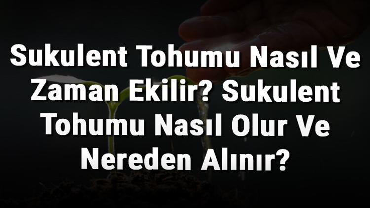 Sukulent Tohumu Nasıl Ve Zaman Ekilir? Sukulent Tohumu Nasıl Olur Ve Nereden Alınır?