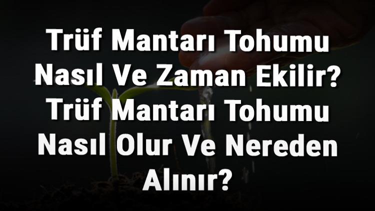 Trüf Mantarı Tohumu Nasıl Ve Zaman Ekilir? Trüf Mantarı Tohumu Nasıl Olur Ve Nereden Alınır?