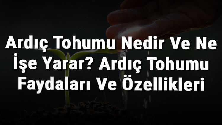 Ardıç Tohumu Nedir Ve Ne İşe Yarar? Ardıç Tohumu Faydaları Ve Özellikleri