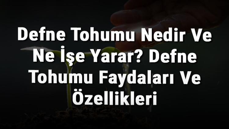 Defne Tohumu Nedir Ve Ne İşe Yarar? Defne Tohumu Faydaları Ve Özellikleri