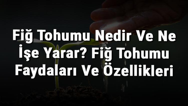 Fiğ Tohumu Nedir Ve Ne İşe Yarar? Fiğ Tohumu Faydaları Ve Özellikleri