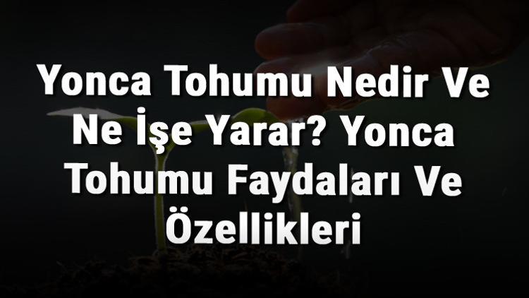 Yonca Tohumu Nedir Ve Ne İşe Yarar? Yonca Tohumu Faydaları Ve Özellikleri