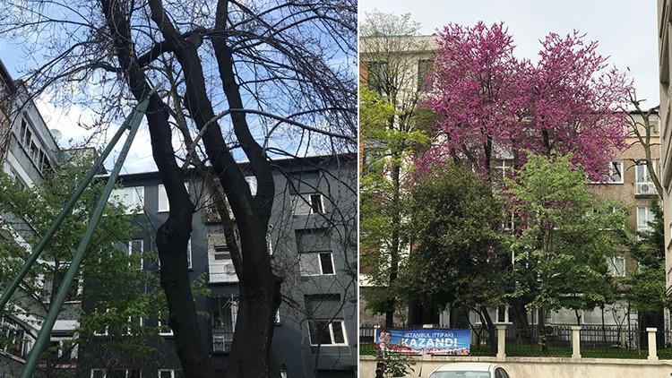 134 yıllık erguvan ağacını mahalle sakinleri kurtardı
