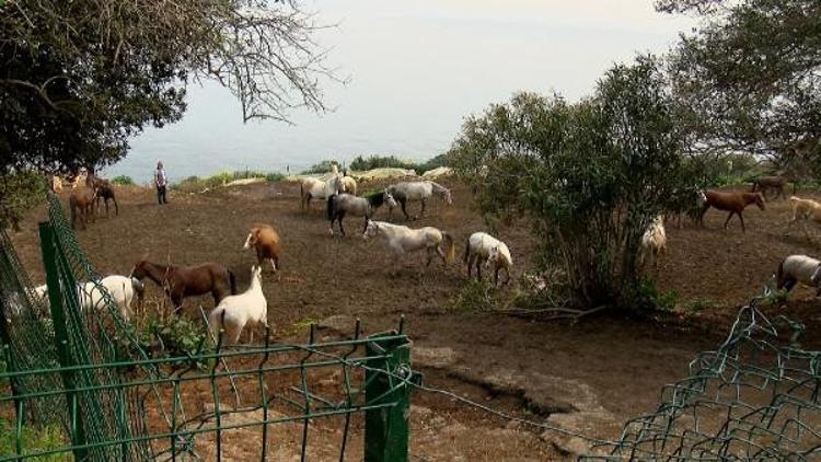 Adalar'dan Hatay’a gönderilen 99 atın kaybolduğu iddiasına çifte soruşturma