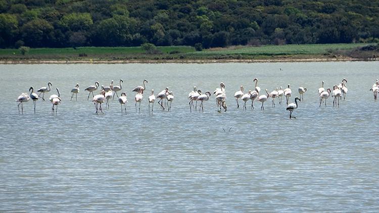 Çanakkale'de göç eden flamingolar görüntülendi