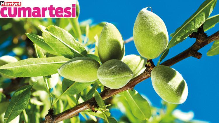 Üç farklı haliyle çağla şimdi sofralarda