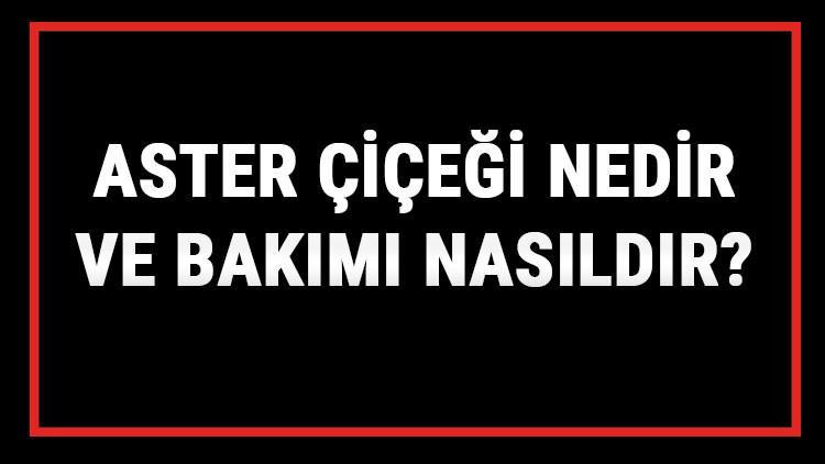 Aster Çiçeği Nedir Ve Bakımı Nasıldır? Aster Çiçeği Anlamı, Özellikleri, Faydaları Ve Yetiştiriciliği