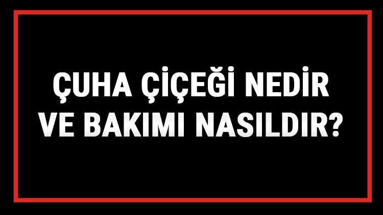 Çuha Çiçeği Nedir Ve Bakımı Nasıldır? Çuha Çiçeği Anlamı, Özellikleri, Faydaları Ve Yetiştiriciliği