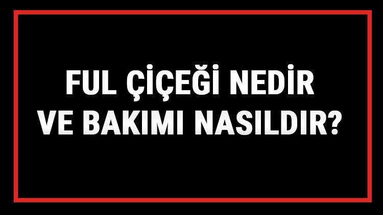 Ful Çiçeği Nedir Ve Bakımı Nasıldır? Ful Çiçeği Anlamı, Özellikleri, Faydaları Ve Yetiştiriciliği