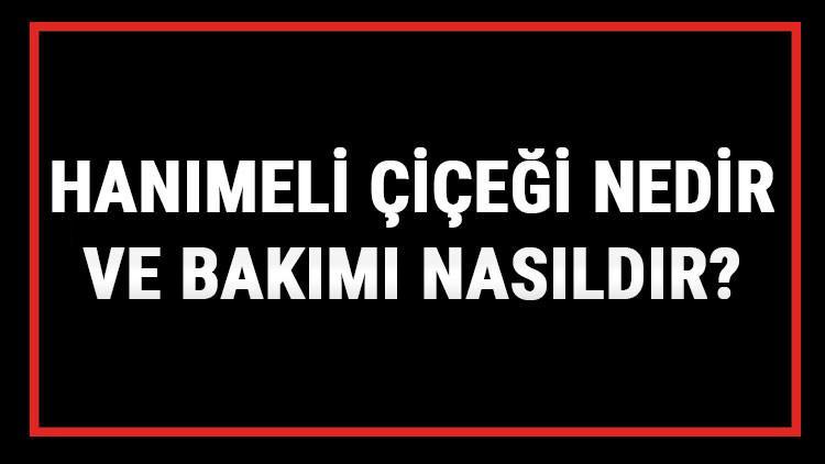 Hanımeli Çiçeği Nedir Ve Bakımı Nasıldır? Hanımeli Çiçeği Anlamı, Özellikleri, Faydaları Ve Yetiştiriciliği