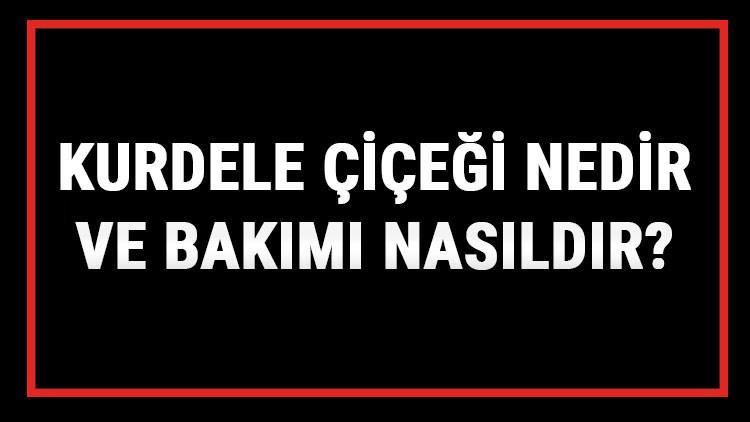 Kurdele Çiçeği Nedir Ve Bakımı Nasıldır? Kurdele Çiçeği Anlamı, Özellikleri, Faydaları Ve Yetiştiriciliği