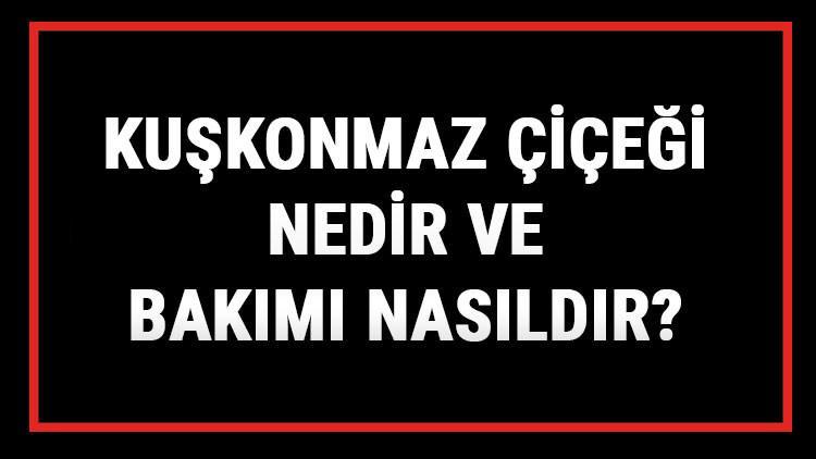 Kuşkonmaz Çiçeği Nedir Ve Bakımı Nasıldır? Kuşkonmaz Çiçeği Anlamı, Özellikleri, Faydaları Ve Yetiştiriciliği