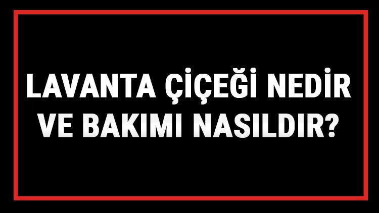 Lavanta Çiçeği Nedir Ve Bakımı Nasıldır? Lavanta Çiçeği Anlamı, Özellikleri, Faydaları Ve Yetiştiriciliği