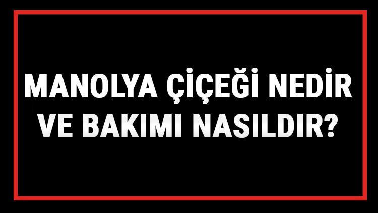 Manolya Çiçeği Nedir Ve Bakımı Nasıldır? Manolya Çiçeği Anlamı, Özellikleri, Faydaları Ve Yetiştiriciliği