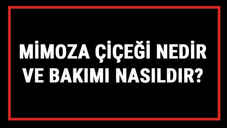 Mimoza Çiçeği Nedir Ve Bakımı Nasıldır? Mimoza Çiçeği Anlamı, Özellikleri, Faydaları Ve Yetiştiriciliği
