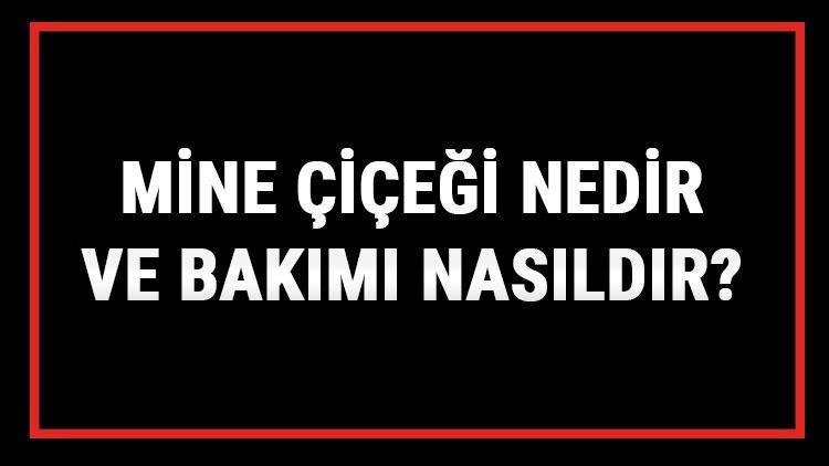 mine-i-e-i-nedir-ve-bak-m-nas-ld-r-mine-i-e-i-anlam-zellikleri