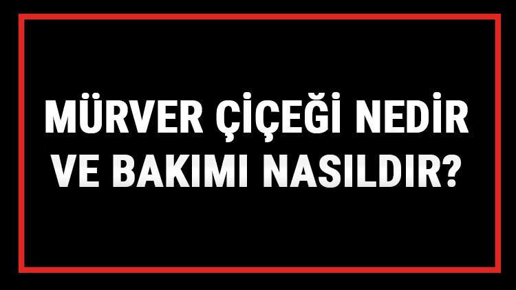 Mürver Çiçeği Nedir Ve Bakımı Nasıldır? Mürver Çiçeği Anlamı, Özellikleri, Faydaları Ve Yetiştiriciliği