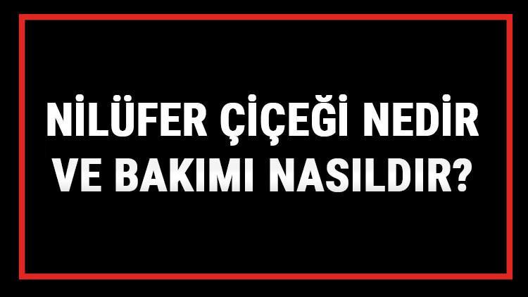 Nilüfer Çiçeği Nedir Ve Bakımı Nasıldır? Nilüfer Çiçeği Anlamı, Özellikleri, Faydaları Ve Yetiştiriciliği