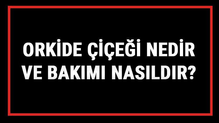 Orkide Çiçeği Nedir Ve Bakımı Nasıldır? Orkide Çiçeği Anlamı, Özellikleri, Faydaları Ve Yetiştiriciliği