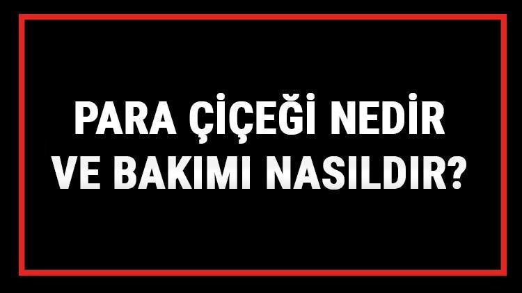 Para Çiçeği Nedir Ve Bakımı Nasıldır? Para (Bereket) Çiçeği Anlamı, Özellikleri, Faydaları Ve Yetiştiriciliği