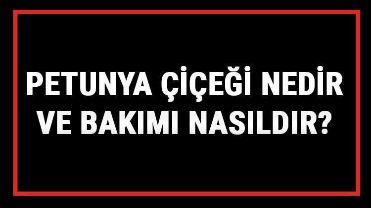 Petunya Çiçeği Nedir Ve Bakımı Nasıldır? Petunya Çiçeği Anlamı, Özellikleri, Faydaları Ve Yetiştiriciliği