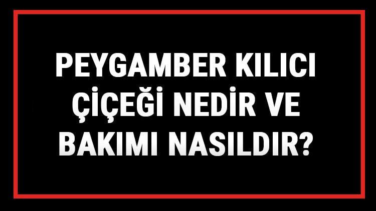 Peygamber Kılıcı Çiçeği Nedir Ve Bakımı Nasıldır? Peygamber Kılıcı Çiçeği Anlamı, Özellikleri, Faydaları Ve Yetiştiriciliği