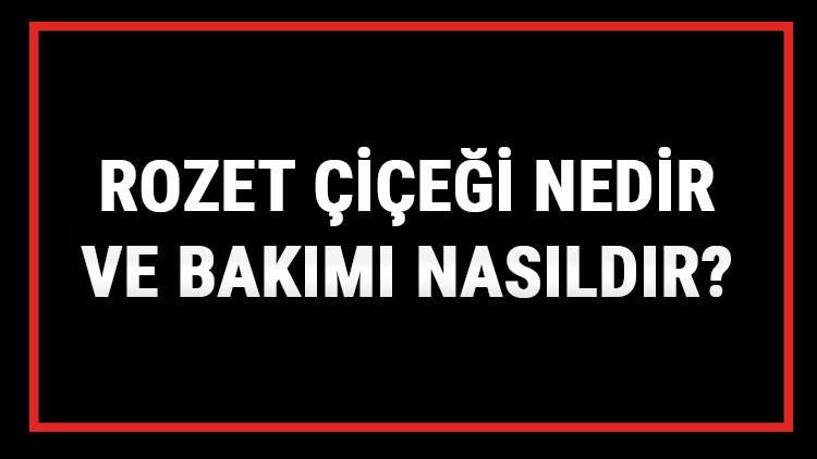 Rozet Çiçeği Nedir Ve Bakımı Nasıldır? Rozet (Pervane) Çiçeği Anlamı, Özellikleri, Faydaları Ve Yetiştiriciliği