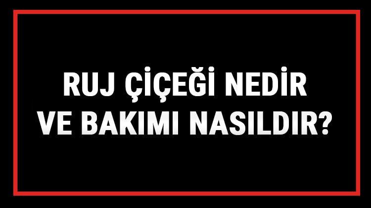 Ruj Çiçeği Nedir Ve Bakımı Nasıldır? Ruj Çiçeği Anlamı, Özellikleri, Faydaları Ve Yetiştiriciliği