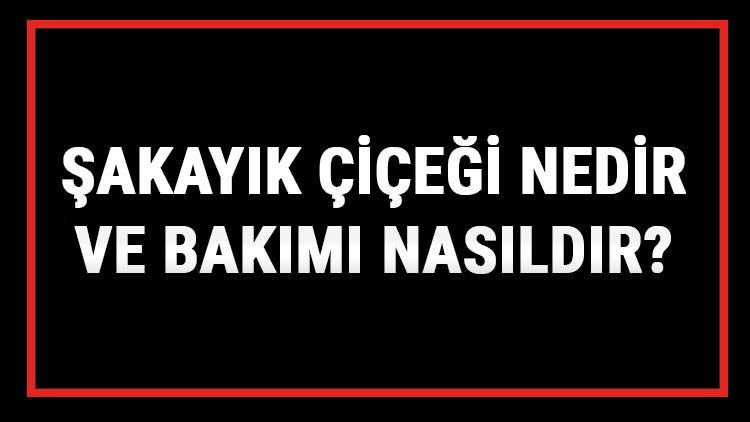 Şakayık Çiçeği Nedir Ve Bakımı Nasıldır? Şakayık Çiçeği Anlamı, Özellikleri, Faydaları Ve Yetiştiriciliği