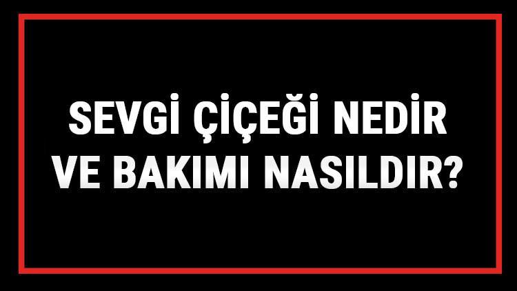 Sevgi Çiçeği Nedir Ve Bakımı Nasıldır? Sevgi Çiçeği Anlamı, Özellikleri, Faydaları Ve Yetiştiriciliği