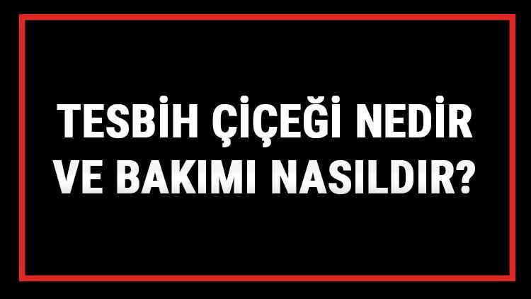 Tesbih Çiçeği Nedir Ve Bakımı Nasıldır? İnci Tanesi Çiçeği Anlamı, Özellikleri, Faydaları Ve Yetiştiriciliği
