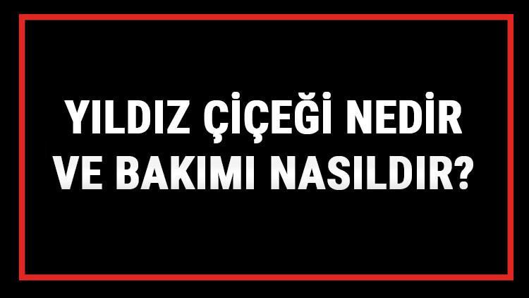 Yıldız Çiçeği Nedir Ve Bakımı Nasıldır? Yıldız (Dalya) Çiçeği Anlamı, Özellikleri, Faydaları Ve Yetiştiriciliği